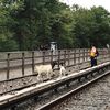 [Updates] Two Runaway Goats Spotted Along N Train Tracks In Brooklyn